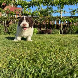 Lupo - White male Lagotto Romagnolo puppy in Chehalis, Washington from Scarlet Oak Lagotti