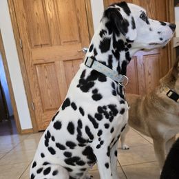 Dalmatians from Legacy Dalmatians