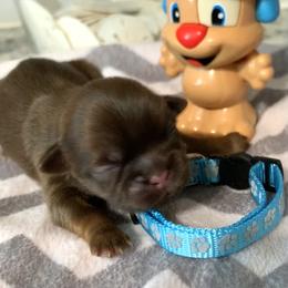 Shih Tzu Puppies from Mosley Kennel Shih Tzu