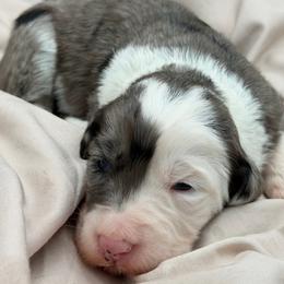 Molly - Blue merle female Sheepadoodle puppy in Willacoochee, Georgia from Kitandkboodle's Doodles