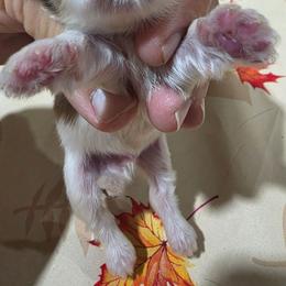 Puppy 1 male - Liver and white male Shih Tzu puppy in Lone Oak, Texas from PDF Kennels