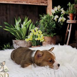 Darling - Red female Pembroke Welsh Corgi puppy in Akeley, Minnesota from Northwynd Corgis
