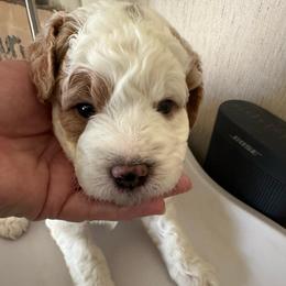 Romeo - Parti male Goldendoodle puppy in Danville, Virginia from Stella’s Stunning Goldendoodles of VA