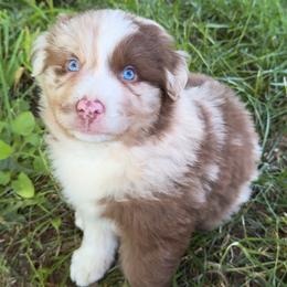 Hive - Red merle male Australian Shepherd puppy in Creswell Heights, Washington from Sayre Australian Shepherds