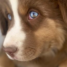 Daffodil-full tail and one blue eye and one marbled.  Optional one month training available . - Red tri-color Australian Shepherd puppy in Penrose, Colorado from Best Friend Aussies