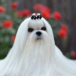 Maltese from Vellavica Maltese
