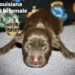 Louisiana - Red & white female Australian Shepherd puppy in El Dorado Springs, Missouri from HP Aussie Kennels