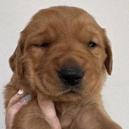 Hulu Boy 2 - Dark golden male Golden Retriever puppy in Fort Morgan, Colorado from Golden Girls Kennels, LLC