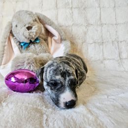Sophie - Fawn brindle Whippet puppy in Fowlerville, Michigan from Bloom's County Kennel