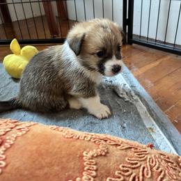 Antony - Fawn male Pembroke Welsh Corgi puppy in Northampton, Massachusetts from Lola’s Corgis