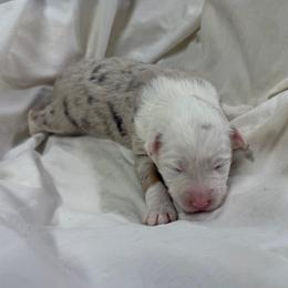 Girl 2 - female Miniature American Shepherd puppy in Elmore City, Oklahoma from Rikashay Kennels