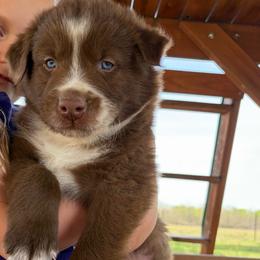 Diego - Red & white male Australian Shepherd puppy in Roff, Oklahoma from Circle J Aussies