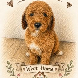 Girl 2 - Parti female Poodle puppy in Sn Bernrdno, California from JennieMiniPets