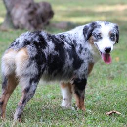 Miniature Australian Shepherd puppies from Rocky Hill Aussies