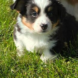 BLACK-fluffy tail docked - Black and tan male American Corgi puppy in Walker, Iowa from Double K Corgis