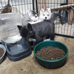 Siberian Husky Puppies from Spirit of the Moon Siberians