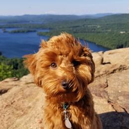 Cooper - Bernedoodle