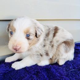 Rusty - Red merle male Australian Shepherd puppy in Charlotte, North Carolina from Awesome Aussies