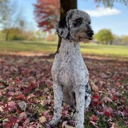 Mabel - Goldendoodle