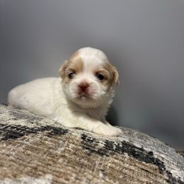 Snowy - Cream and white female Shih Tzu puppy in Covington, Georgia from Top Hats 2  Shih Tzu’s
