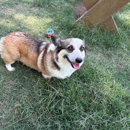 Pembroke Welsh Corgi puppies from Corgis in Paradise