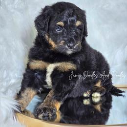 West - Tri-color male Bernedoodle puppy in Cleveland, Georgia from Jam's Doodles And Poodles