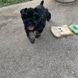 Miniature Schnauzer Puppies from Lap Happy Schnauzers
