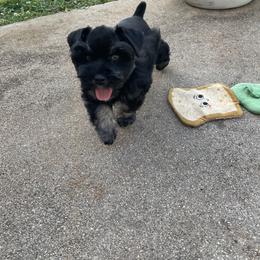 Miniature Schnauzer Puppies from Lap Happy Schnauzers