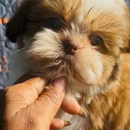 Ace - Red and white male Shih Tzu puppy in Detroit, Michigan from Friends4everkennel LLC