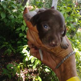Bonnie - Piebald female Dachshund puppy in Loxahatchee, Florida from Lazy Acres Farm & Long Back Ranch