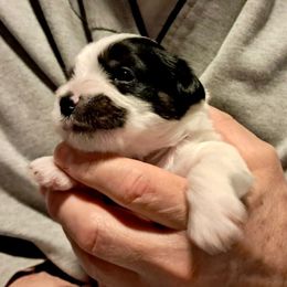 Dipper (Ranger) (Gray) - Piebald male Morkie puppy in Martin, Tennessee from Danza Bolo
