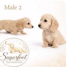Dachshund Puppies from Sugarfoot Dachshunds