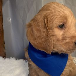 Dark Blue boy - Goldendoodle puppy in Marionville, Missouri from Wright Ranch Doodles