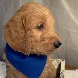 Dark Blue boy - Goldendoodle puppy in Marionville, Missouri from Wright Ranch Doodles