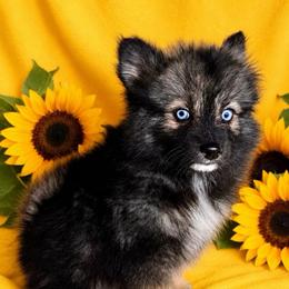 Orion - Wolf sable male Pomsky puppy in Rhome, Texas from TyeDye Kennels
