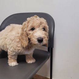 Girl 1 - Parti Goldendoodle puppy in Florida from Adonai's Creation Doodles