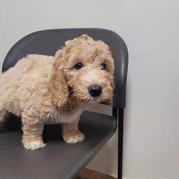 Girl 1 - Parti Goldendoodle puppy in Florida from Adonai's Creation Doodles