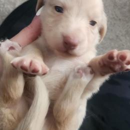 Milo - Cream male Dachshund puppy in Cypress, Texas from Cypress Dachshunds