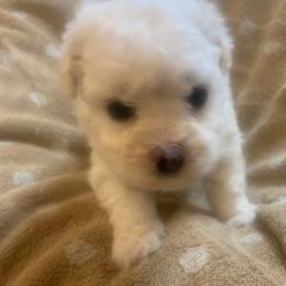 Beige Collar Female - White female Bichon Frise puppy in Brainerd, Minnesota from ACC Ranch