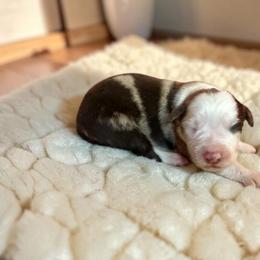 Monroe - Red merle female Australian Shepherd puppy in Statesville, North Carolina from Charming Australian Shepherds