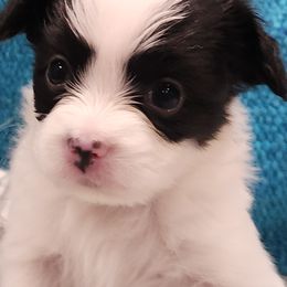 Papillon Puppies from Leslie's Papillons