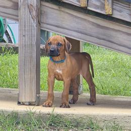 Rhodesian Ridgeback Puppies from Chilolo