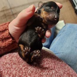 Dallas - Black and tan male Dachshund puppy in Cedarcreek, Missouri from Cedarcreek Dachshunds