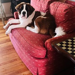 Saint Bernard All Grown Up from Tiffeny’s pups