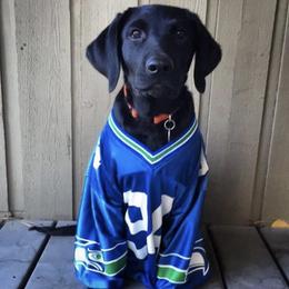 Labrador Retriever All Grown Up from Learn's Labs