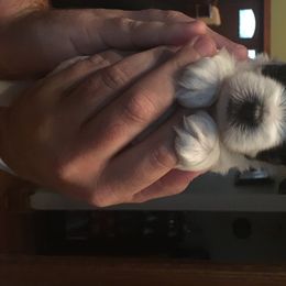 Biewer Terriers from Ravenwood Farm