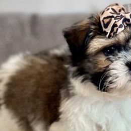 Shih Tzus from Willow Creek Kennels