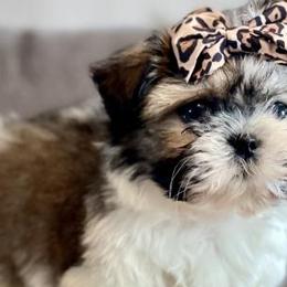 Shih Tzus from Willow Creek Kennels