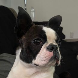 Flower  - Boston Terrier