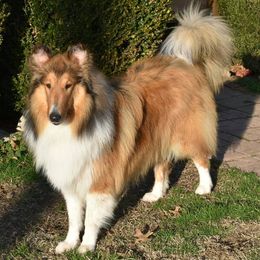 Collies from Pryor  Creek Rough-Collies